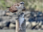 Chesapeake Bay Maryland