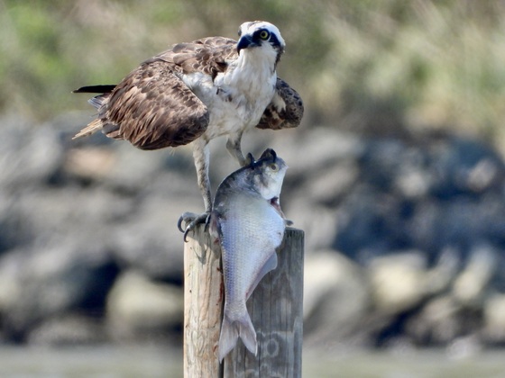 Chesapeake Bay Maryland