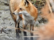 Bombay Hook National Wildlife Refuge