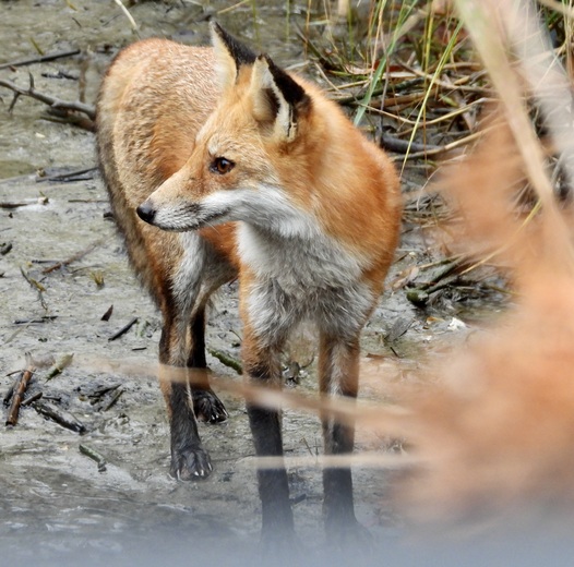 Bombay Hook National Wildlife Refuge
