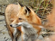 Bombay Hook National Wildlife Refuge