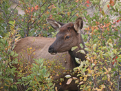 Rocky Mountain National Park