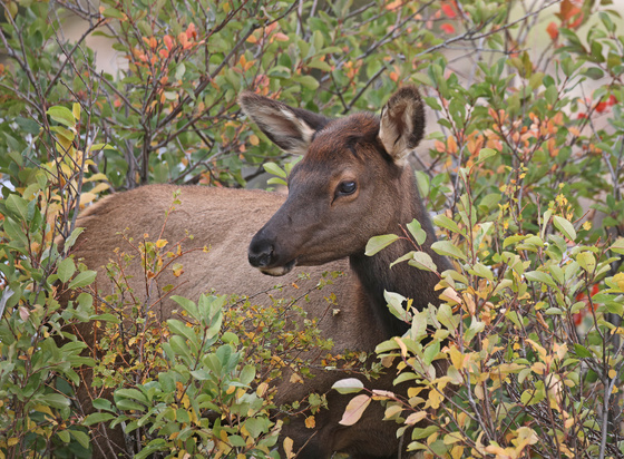 Rocky Mountain National Park