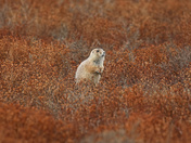 Badlands National Park