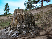 Florissant Fossil Beds