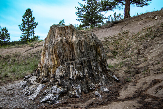 Florissant Fossil Beds