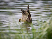 Rocky Mountain National Park 