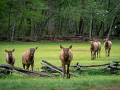 Great Smoky National Park