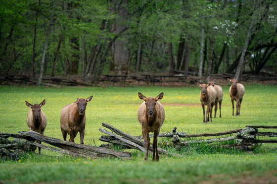 Great Smoky National Park