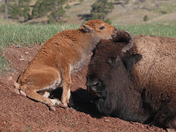Wind Cave National Park 