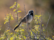 Joshua Tree National Park