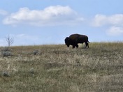 Theodore Roosevelt National Park