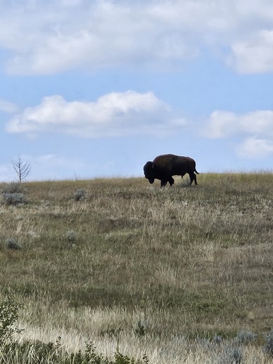 Theodore Roosevelt National Park