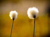 Gates of the Arctic National Park and Preserve