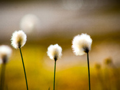 Gates of the Arctic National Park and Preserve