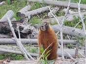 Yellowstone National Park