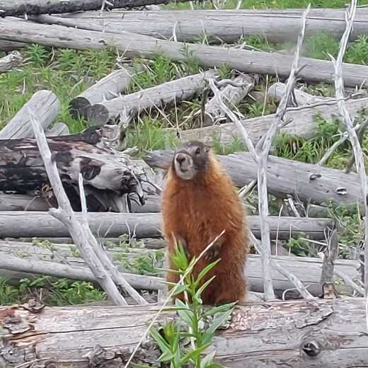 Yellowstone National Park