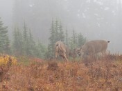 Mt Rainier National Park