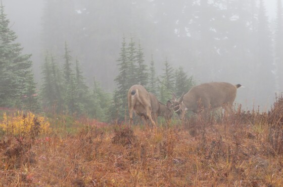 Mt Rainier National Park