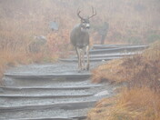 Mt Rainier National Park