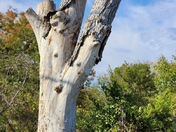 Beaver Creek (MO), Bull Shoals Lake