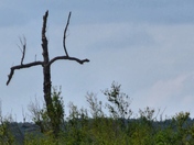 Beaver Creek (MO), Bull Shoals Lake