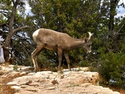 Grand Canyon National Park 