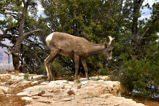 Grand Canyon National Park 