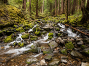 Olympic National Park