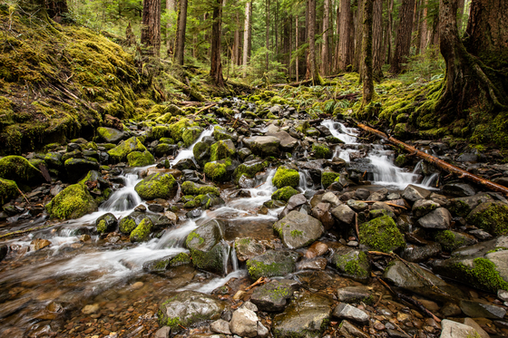 Olympic National Park