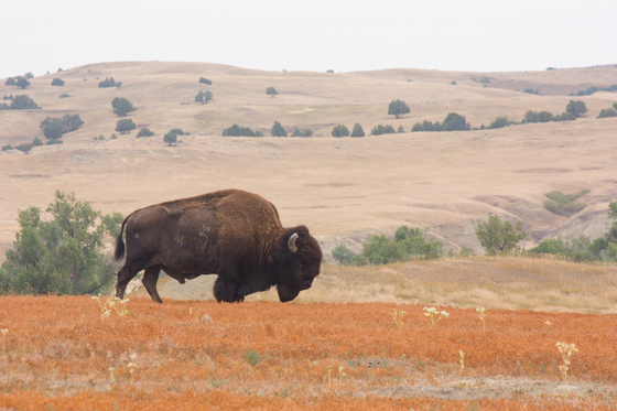 Badlands National Park