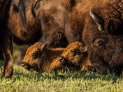 Wichita Mountains Wildlife Refuge