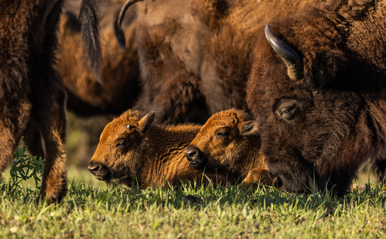 Wichita Mountains Wildlife Refuge