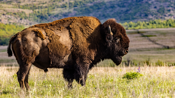 Wichita Mountains Wildlife Refuge