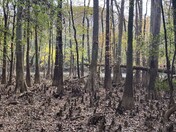 Congaree National Park