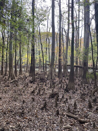Congaree National Park