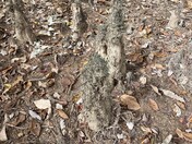 Congaree National Park