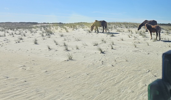 Assateague Island National Seashore