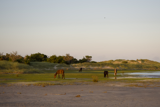 Cape Lookout National Seashore