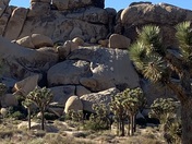 Joshua Tree National Park