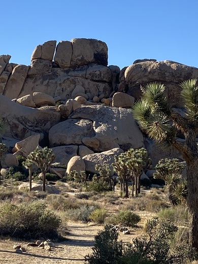 Joshua Tree National Park