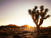 Joshua Tree National Park