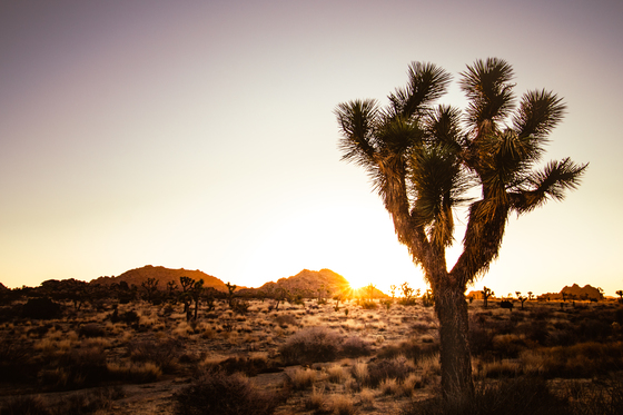 Joshua Tree National Park