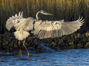 Tideland National Recreation Trail