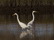 Cedar Point Tideland Trail