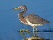 Croatan National Forest