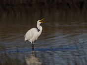 Croatan National Forest