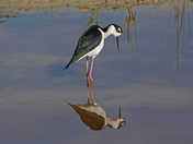 Bear River Migratory Bird Refuge