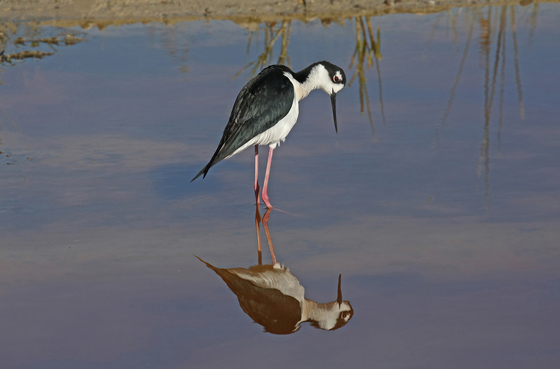 Bear River Migratory Bird Refuge