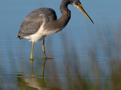 Croatan National Forest